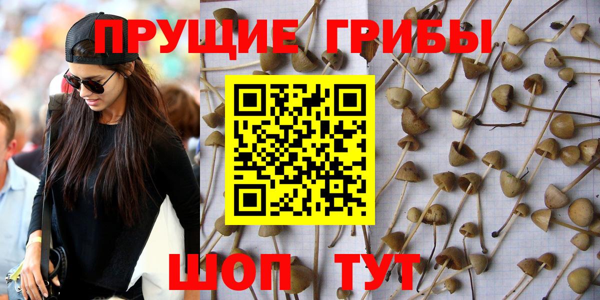 наркотики  Галлюциногенные грибы Magic Shrooms  Вход с VPN  Осинники  Галлюциногенные грибы прущие грибы 